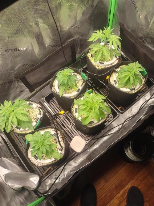 Mainely Genetics Micro Pheno Hunt. Week 3