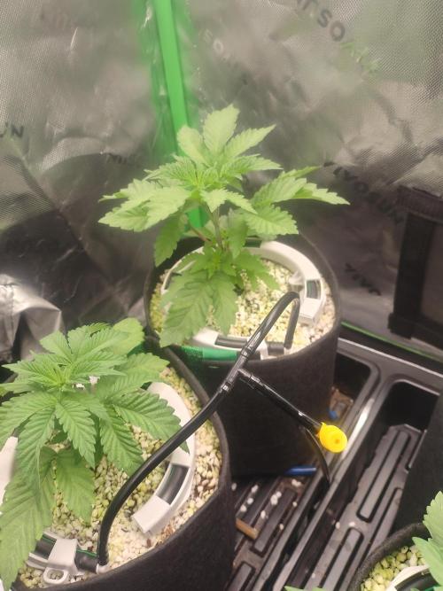 Mainely Genetics Micro Pheno Hunt. Week 3