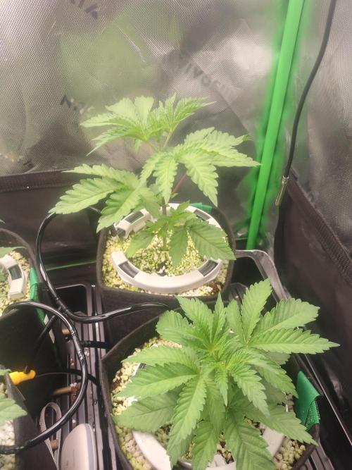 Mainely Genetics Micro Pheno Hunt. Week 3