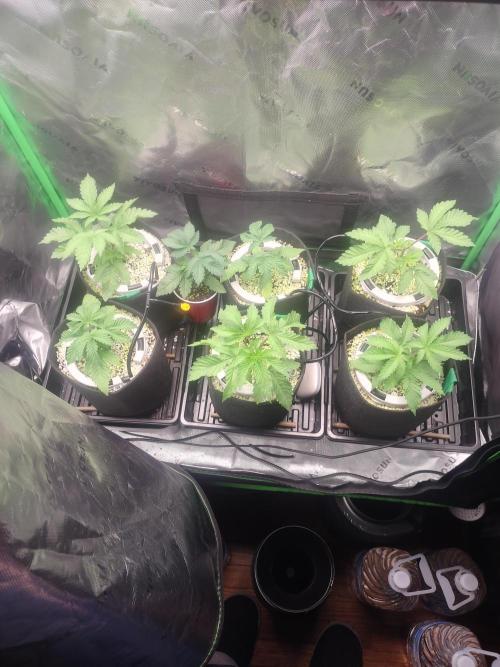 Mainely Genetics Micro Pheno Hunt. Week 3