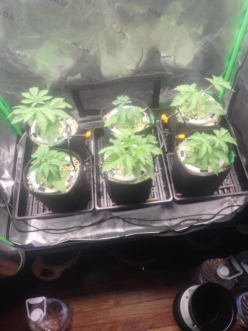Mainely Genetics Micro Pheno Hunt. Week 3