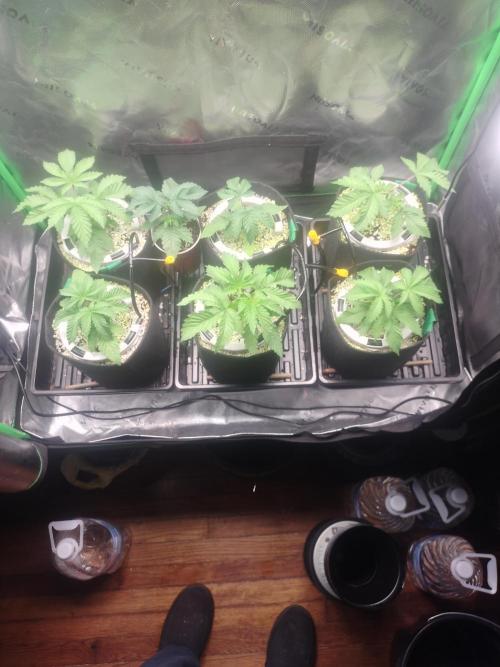 Mainely Genetics Micro Pheno Hunt. Week 3