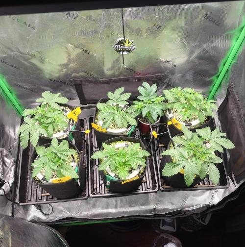 Mainely Genetics Micro Pheno Hunt. Week 4
