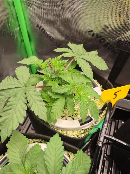 Mainely Genetics Micro Pheno Hunt. Week 4