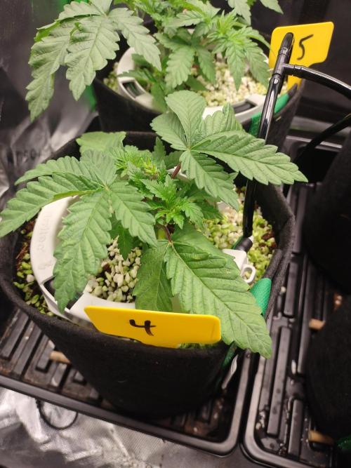 Mainely Genetics Micro Pheno Hunt. Week 4