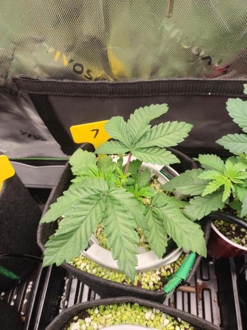 Mainely Genetics Micro Pheno Hunt. Week 4
