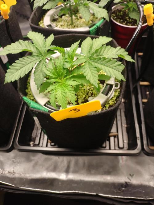 Mainely Genetics Micro Pheno Hunt. Week 4