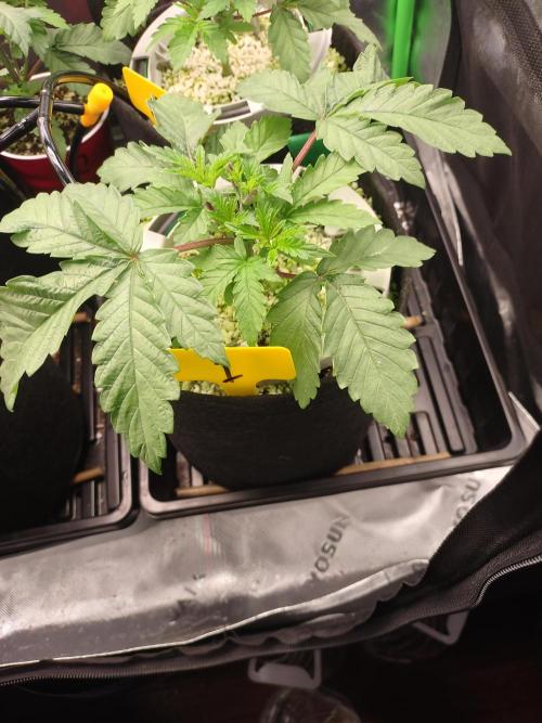 Mainely Genetics Micro Pheno Hunt. Week 4