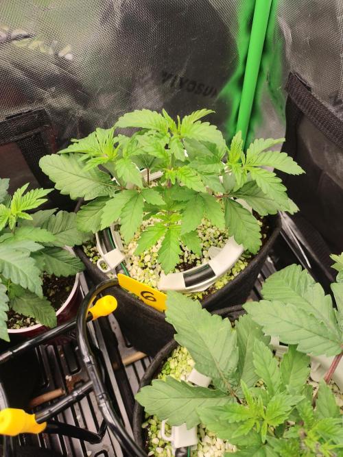 Mainely Genetics Micro Pheno Hunt. Week 4