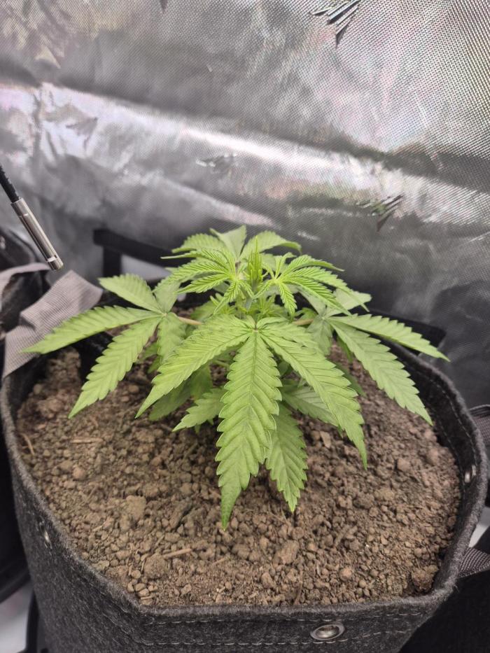 Blueberry Pancakes. Week 4