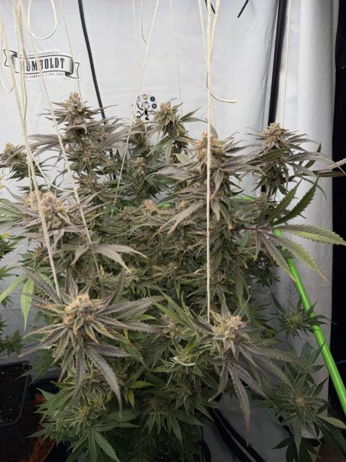 Sleeping beauty by copycat. Week 8 - Day 52 flower