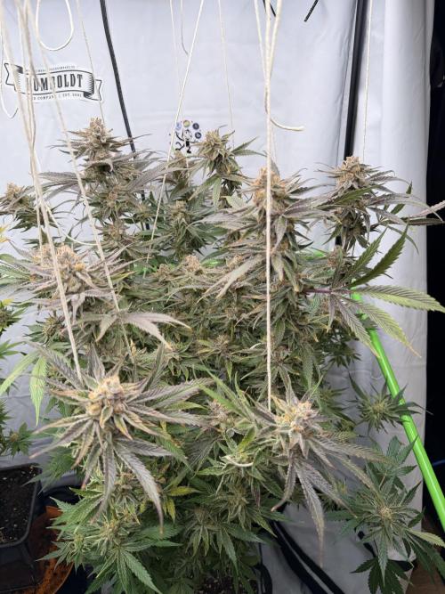 Sleeping beauty by copycat. Week 8