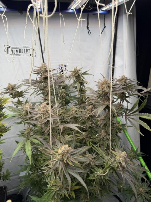 Sleeping beauty by copycat. Week 8