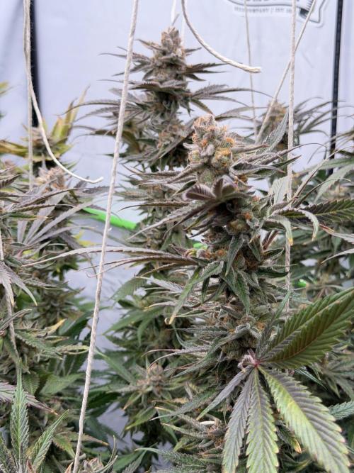 Sleeping beauty by copycat. Week 8
