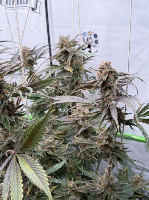 Sleeping beauty by copycat. Week 8