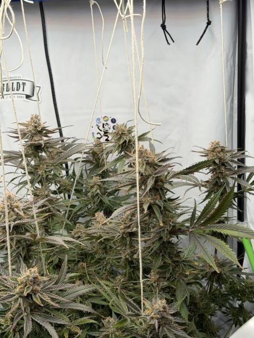 Sleeping beauty by copycat. Week 8