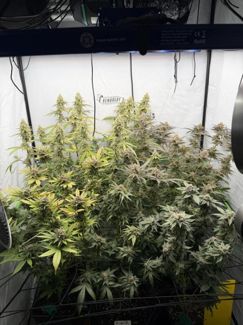 Luxx Lucious by copycat. Week 8 - Day 51 flower