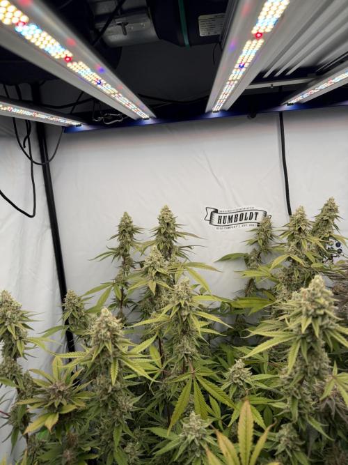 Luxx Lucious by copycat. Week 8 - Day 51 Flower