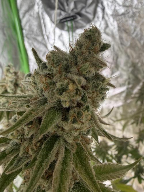 Luxx Lucious by copycat. Week 8