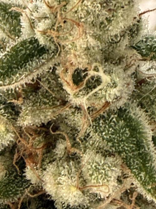 Luxx Lucious by copycat. Week 8