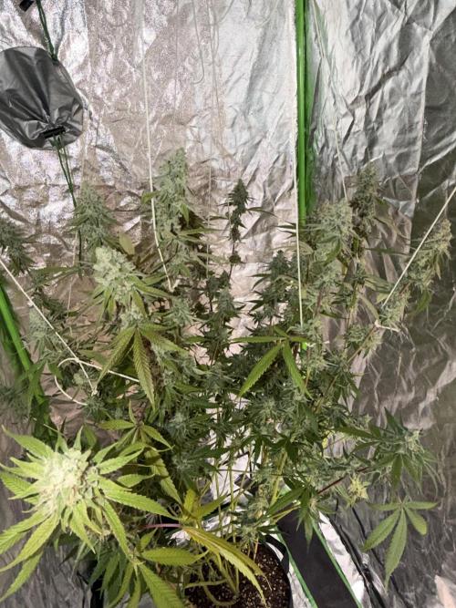 Luxx Lucious by copycat. Week 8