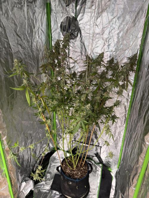 Luxx Lucious by copycat. Week 8