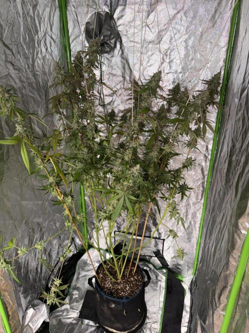 Luxx Lucious by copycat. Week 8