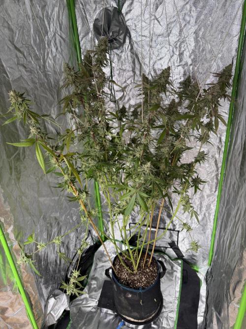 Luxx Lucious by copycat. Week 8