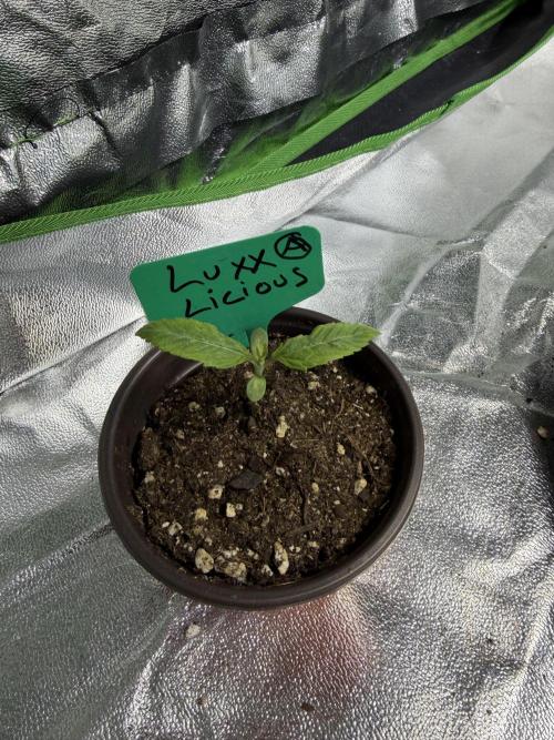 Pro Small. Week 2