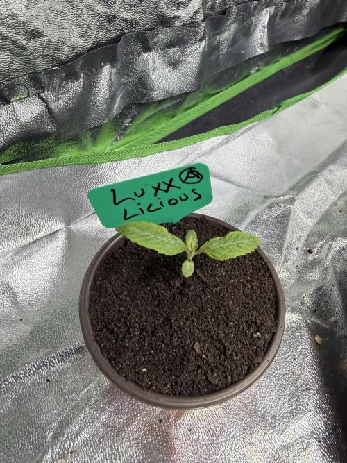 Pro Small. Week 2