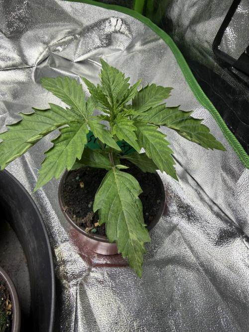 Pro Small. Week 4