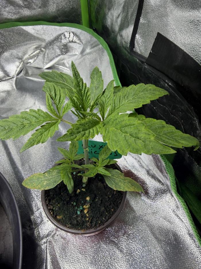 Luxx Lucious by copycat. Week 3 - Day 16