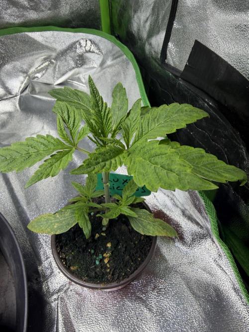 Pro Small. Week 3