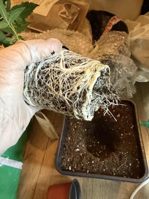 Luxx Lucious by copycat. Week 4