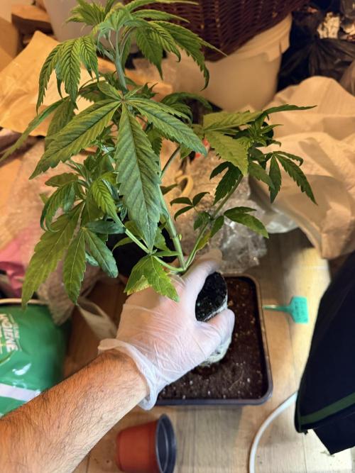 Luxx Lucious by copycat. Week 4
