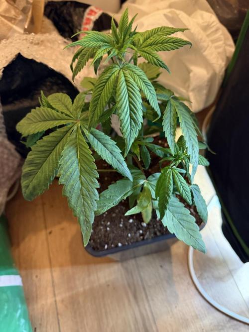 Pro Small. Week 4