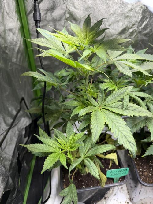Luxx Lucious by copycat. Week 6