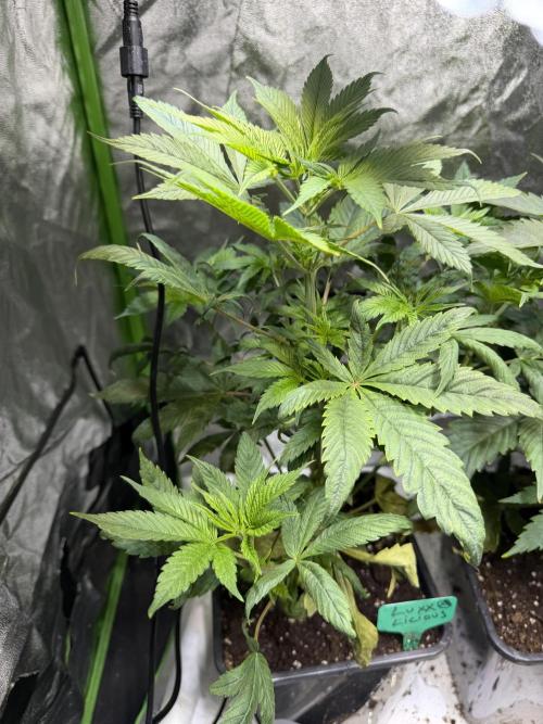 Luxx Lucious by copycat. Week 6