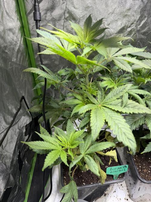 Pro Small. Week 6
