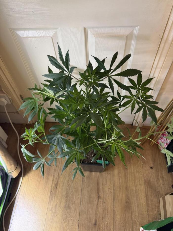 Luxx Lucious by copycat. Week 7