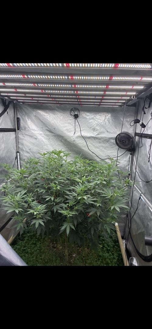 Ionframe EVO8 Samsung LM301H EVO Commercial LED. Week 7