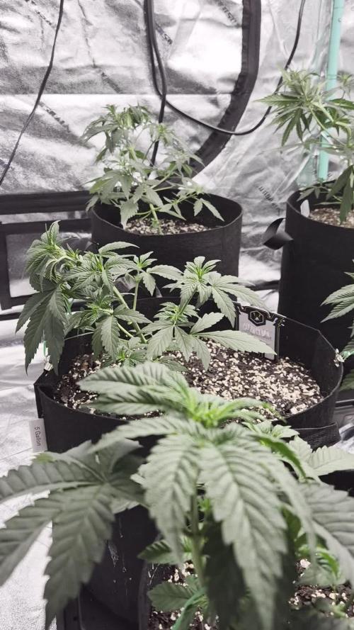 TROPICAL 10 PLANT RUN