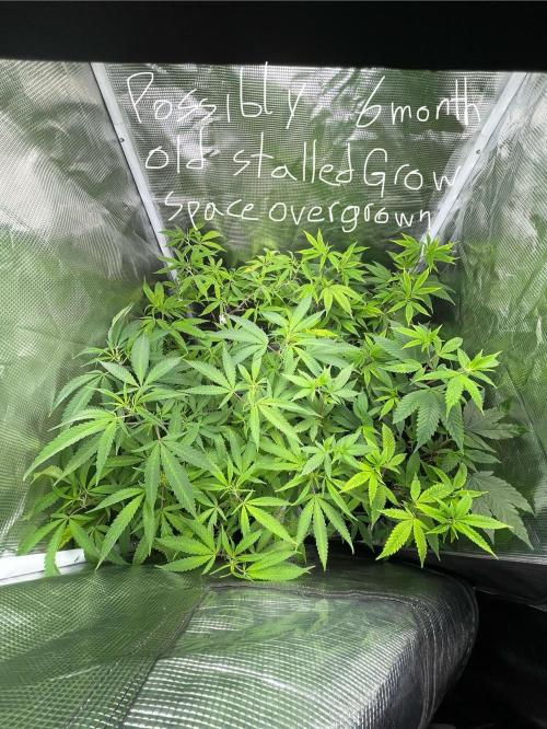 First properly done grow: Failed harvest. Week 1 - Before this first official run I had the chosen plants extremely stalled.