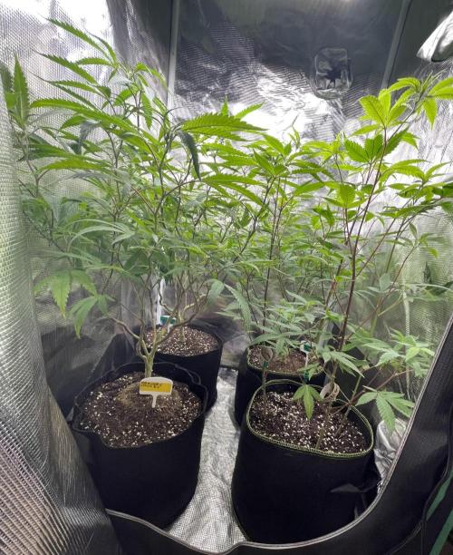 First properly done grow: Failed harvest. Week 1 - An entire overgrown 2x2 with too lanky of a structure to flower.
