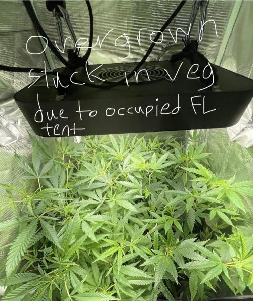 First properly done grow: Failed harvest. Week 2 - About to touch light grew from 30-40inch then chose to hack back.