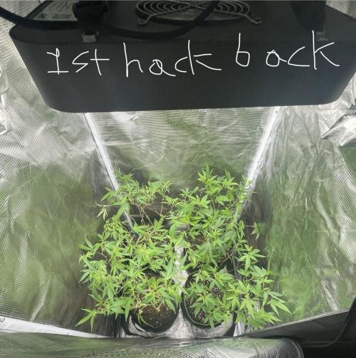First properly done grow: Failed harvest. Week 2 - Left it at 1ft from the rim of the pot. Then allowed it to redo its veg phase.