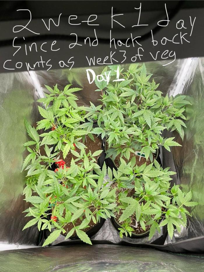 First properly done grow: Failed harvest. Week 4 - From this I went strong on the training to open up the canopy and reach low node