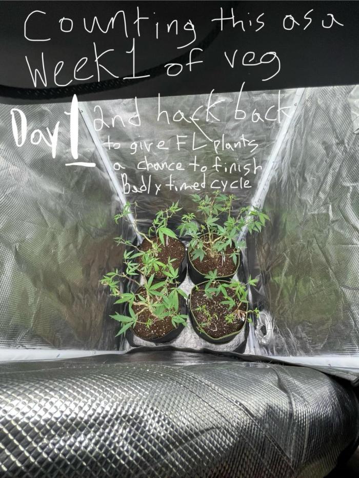 First properly done grow: Failed harvest. Week 3
