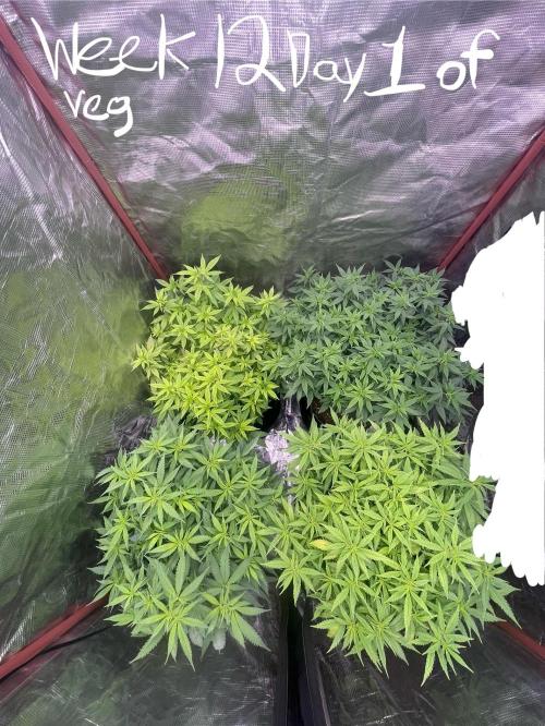 First properly done grow: Failed harvest. Week 6 - From this point out I kept a bit more track right before flowering.