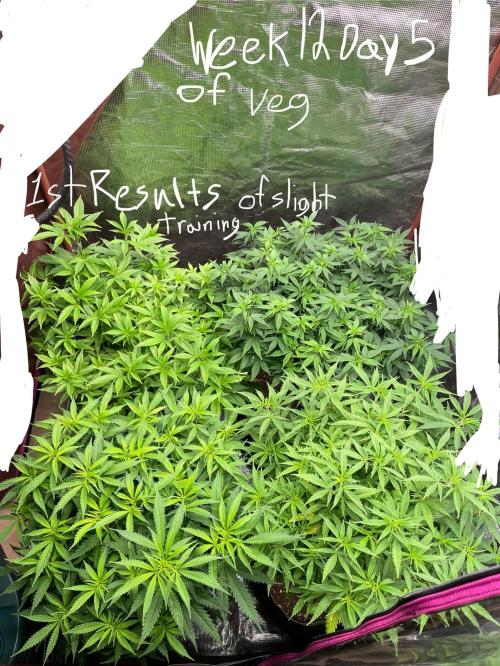 First properly done grow: Failed harvest. Week 6 - I forgot to take a before and after of lst.